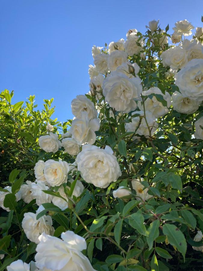 La Rosa Del Lago 브라치아노 외부 사진