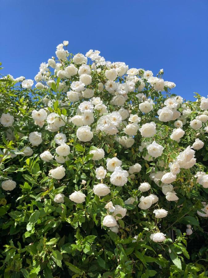 La Rosa Del Lago 브라치아노 외부 사진