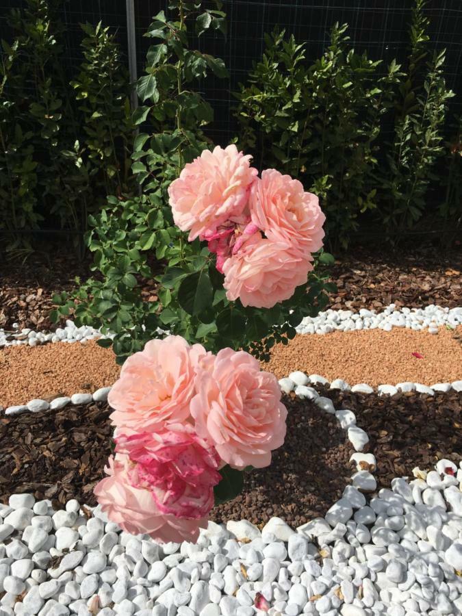 La Rosa Del Lago 브라치아노 외부 사진